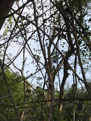 Phyllanthus reticulatus