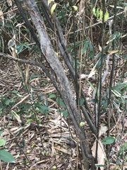 Ilex asprella