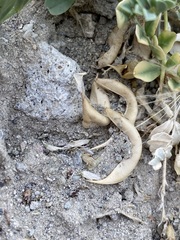Astragalus iodanthus