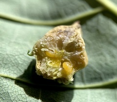 Dichatomus acerinus
