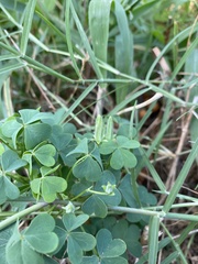 Oxalis dillenii