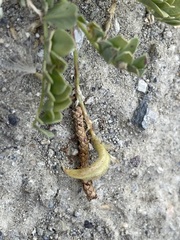 Astragalus iodanthus