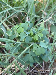 Oxalis dillenii