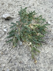 Astragalus iodanthus