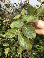Ilex chapaensis