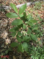 Frangula betulifolia