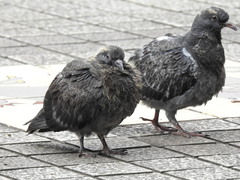 Columba livia domestica