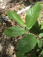 Frangula betulifolia