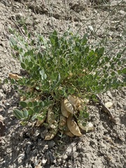 Astragalus megacarpus