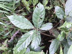 Ilex chapaensis