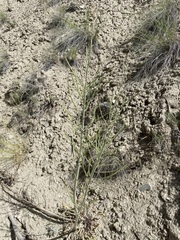 Caulanthus crassicaulis