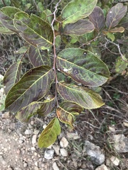 Ilex chapaensis