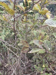 Ilex chapaensis