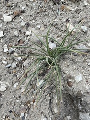 Leucocrinum montanum