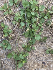 Modiola caroliniana