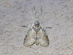 Calliteara cerigoides