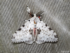 Lymantria brunneiplaga