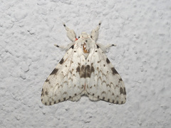 Lymantria brunneiplaga