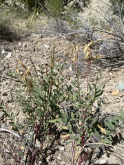 Astragalus eremiticus