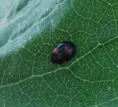 Adalia bipunctata