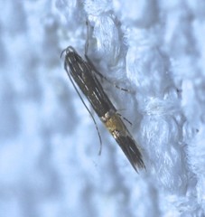 Cosmopterix macrula