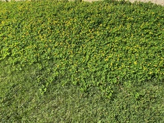 Arachis repens