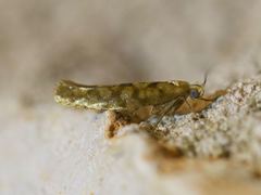 Argyresthia alternatella