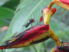 Leptoscelis militaris