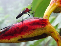 Leptoscelis militaris