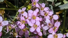 Hormathophylla spinosa