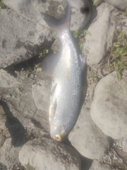 Hiodon alosoides