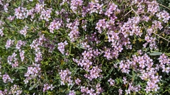 Hormathophylla spinosa