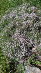 Hormathophylla spinosa