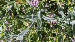 Hormathophylla spinosa