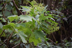 Roldana angulifolia