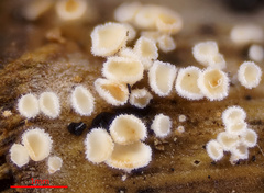 Lachnum controversum