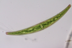 Closterium archerianum