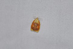 Acleris curvalana