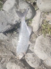 Hiodon alosoides