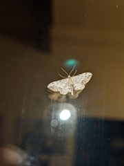 Idaea efflorata