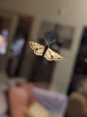 Idaea efflorata