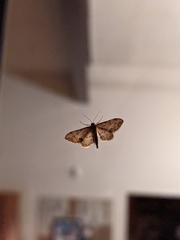 Idaea efflorata