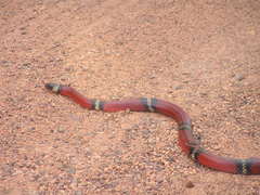Lampropeltis polyzona