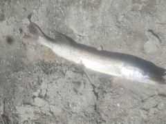 Esox lucius