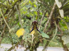 Micrathena raimondi