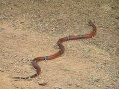 Lampropeltis polyzona