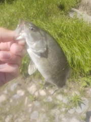 Micropterus dolomieu