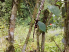 Micrathena pichincha