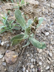 Grindelia