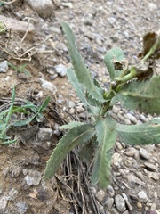 Grindelia